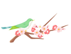 ウグイスと桜